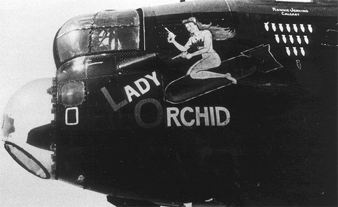 Lady Orchid